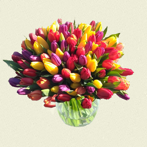 100 tulipánů mix