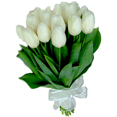 Bílé tulipány