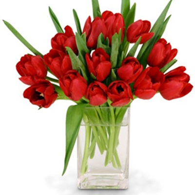 Červené tulipány
