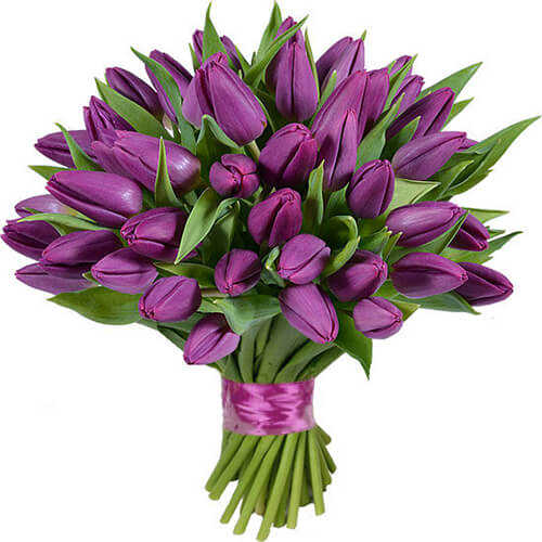 Fialové tulipány