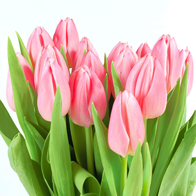 Růžové tulipány